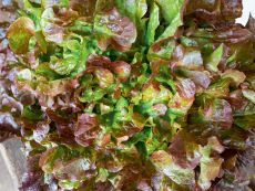 Red Salad Bowl – buy organic seeds online - Bingenheim Online Shop