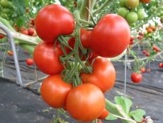Tica – buy organic seeds online - Bingenheim Online Shop