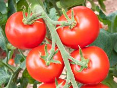 Hellfrucht - Bio-Samen online kaufen - Bingenheim Biosaatgut