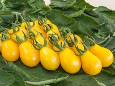 Yellow Submarine – buy organic seeds online - Bingenheim Online Shop