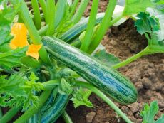 Cocozelle von Tripolis – buy organic seeds online - Bingenheim Online Shop
