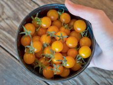 Golden Currant – buy organic seeds online - Bingenheim Online Shop