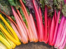 Rainbow – buy organic seeds online - Bingenheim Online Shop