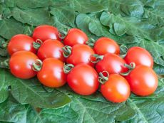 Trixi – buy organic seeds online - Bingenheim Online Shop