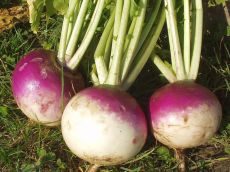 Blanc globe a collet violet - Bio-Samen online kaufen - Bingenheim Biosaatgut