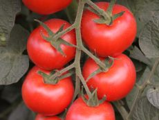 Bolstar Granda – buy organic seeds online - Bingenheim Online Shop