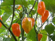 Habanero orange – buy organic seeds online - Bingenheim Online Shop