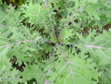 Red Russian Kale - Bio-Samen online kaufen - Bingenheim Biosaatgut