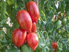 BSAG-TOT-SPR (AS) – buy organic seeds online - Bingenheim Online Shop