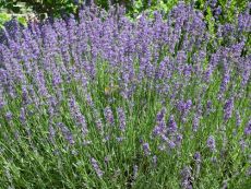 Lavendel - Bio-Samen online kaufen - Bingenheim Biosaatgut