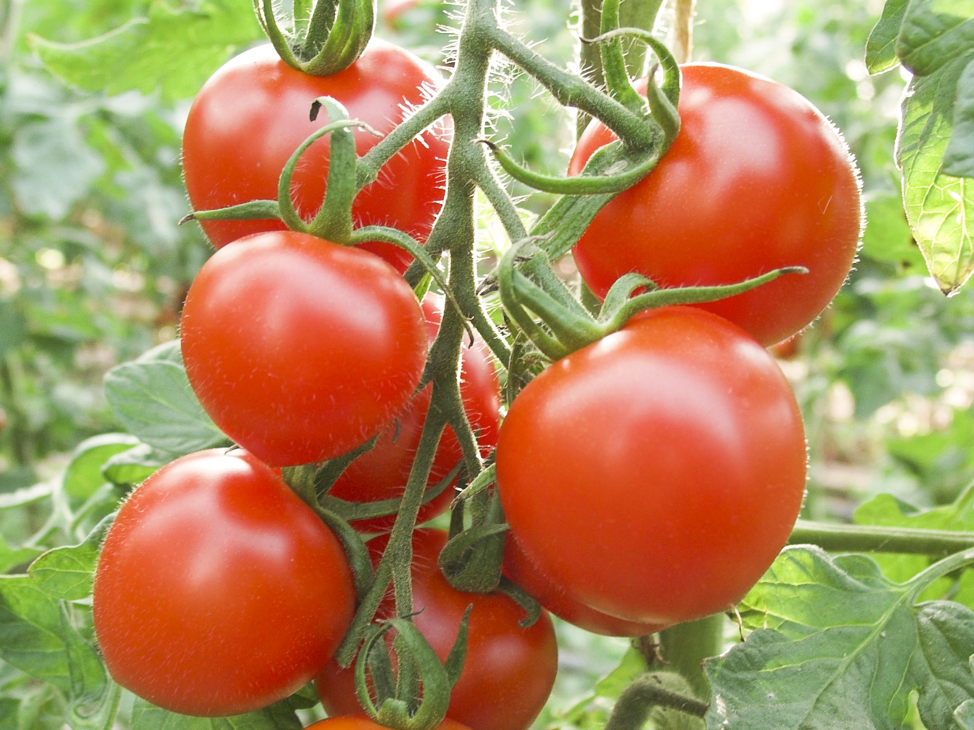 Tomate Ruthje